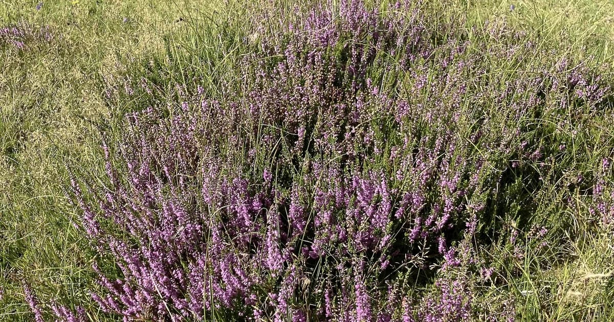 Gå-gruppen Viborg