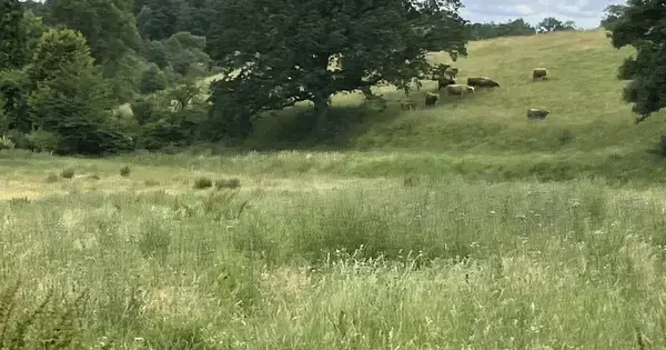 Gå-gruppen Viborg