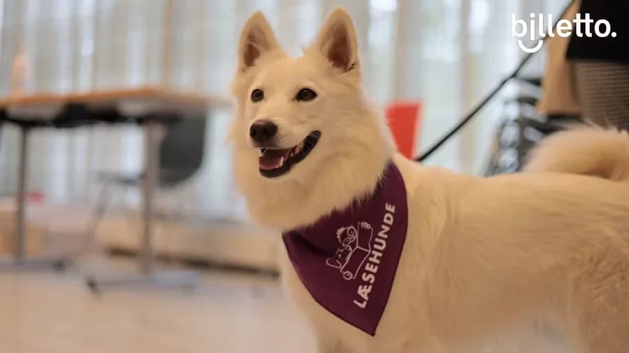 Certificering i Læsehunde Viborg Hovedbibliotek