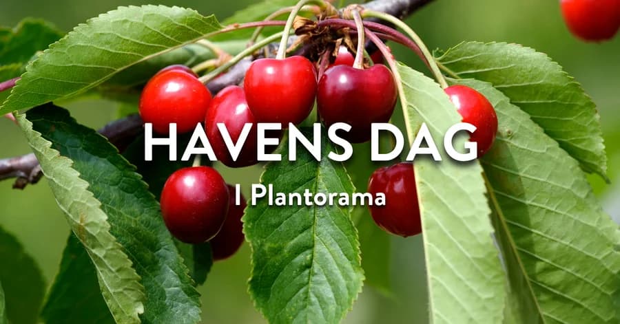 Havens dag i Plantorama Viborg