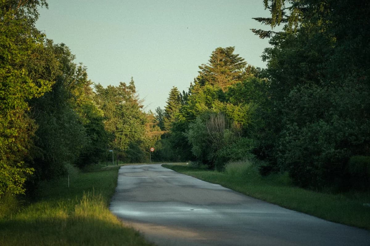 A quiet country road lined with lush green trees in summer.