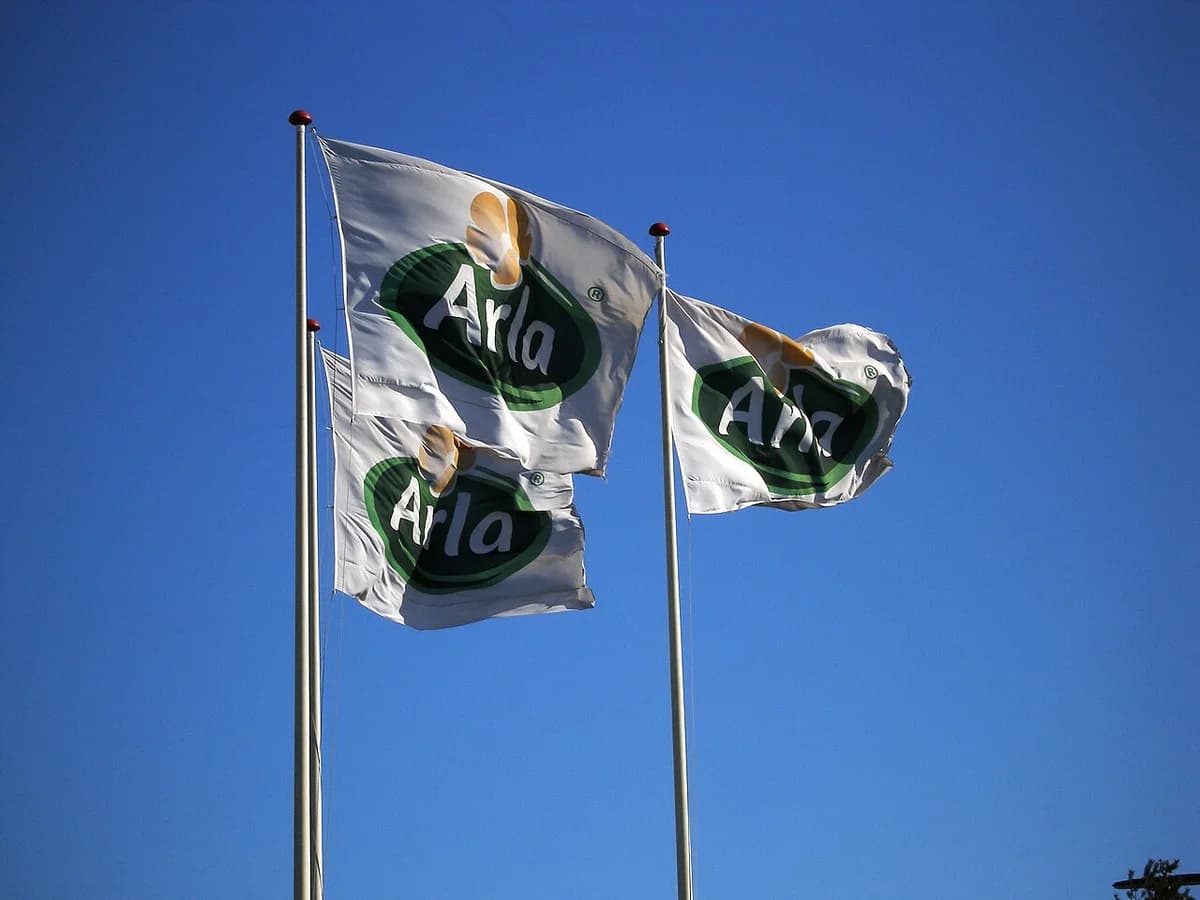 Three Arla Foods company flags waving against a clear blue sky