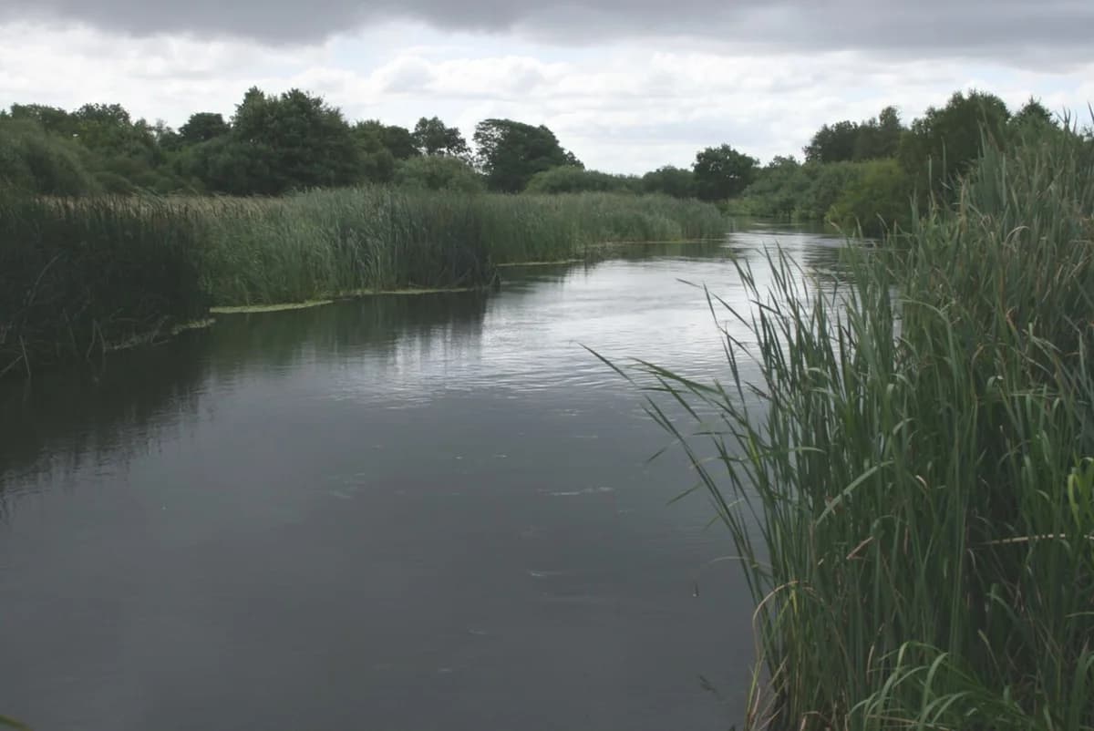 Calm river flowing between green reeds and trees